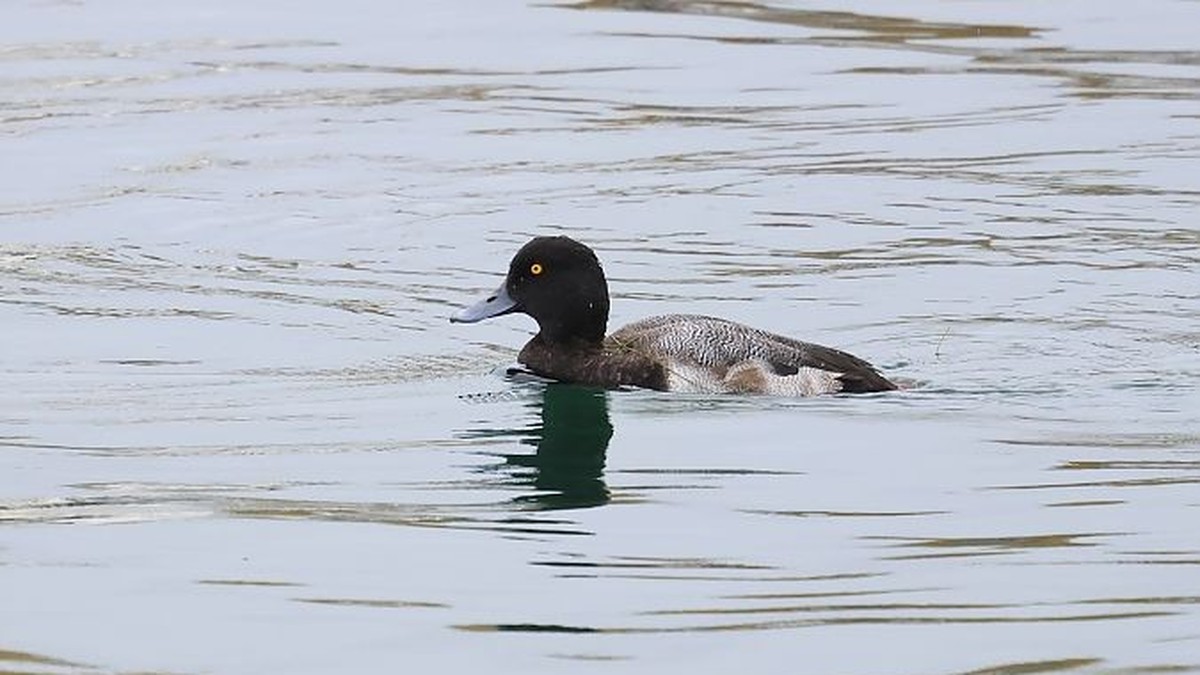 Seltene-Ente-zieht-Vogelfans-in-Scharen-an-den-Neuenburgersee