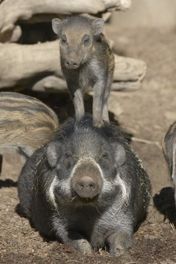 cute news tier Visayas-Pustelschwein

https://ch.pinterest.com/pin/61502351131397035/