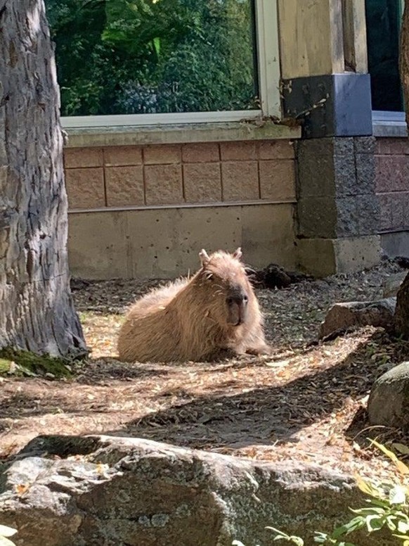 capybara

https://www.reddit.com/r/capybara/comments/pyr8we/met_a_frien_today_at_the_madison_zoo/