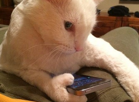 weisse Katze Smartphone

https://www.pinterest.com/pin/243968504788389137/