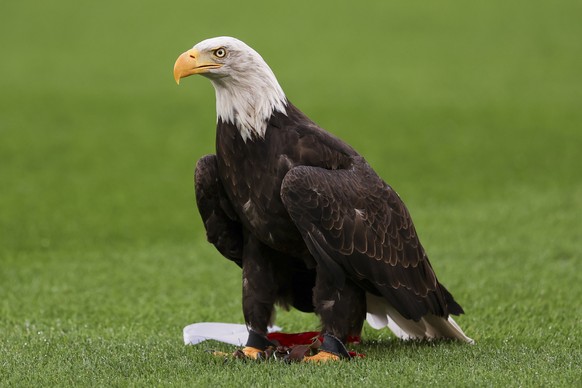 epa12328015 Benfica's mascot Eagle Vitoria sits on the pitch ahead of the UEFA Champions League play-offs second leg soccer match between SL Benfica and Fenerbahce SK, in Lisbon, Portugal, 27 Aug ...
