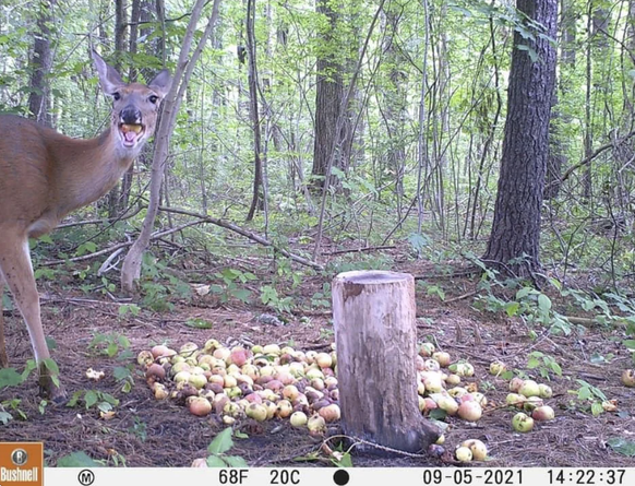 Lustiger Bilder von der Wildtierkamera