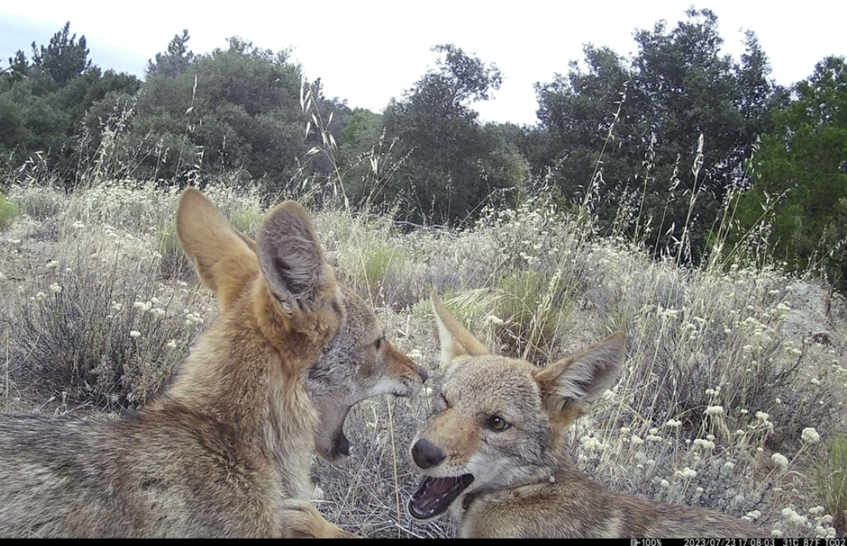 Lustige Kojoten in der Wildtierkamera