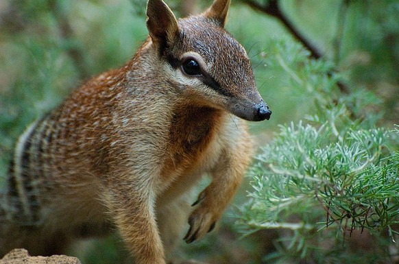 Numbat