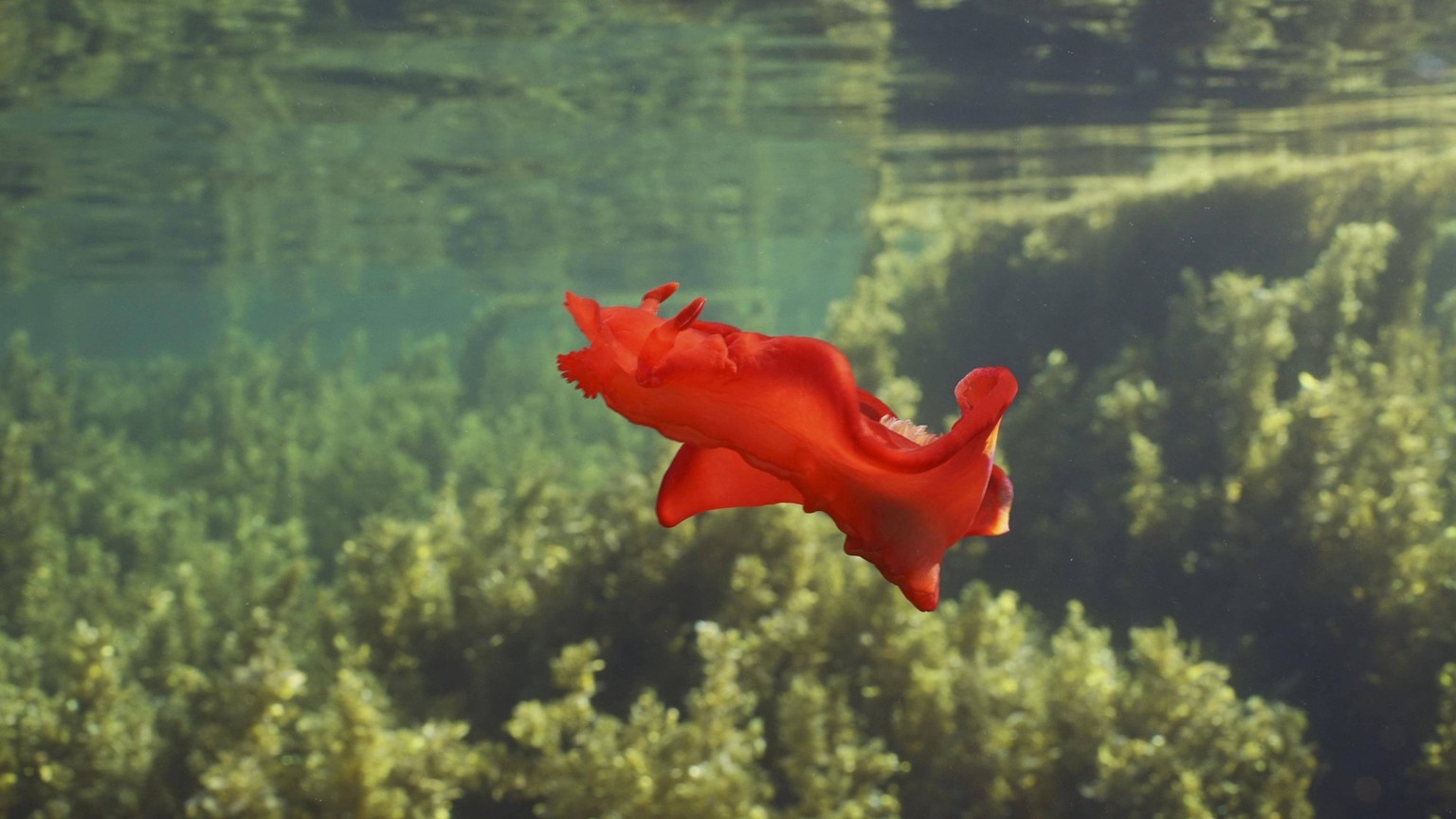 Leuchtend rote tanzende Meeresschnecke schwimmt über dem Dickicht aus braunem Sargassum. Spanische Tänzerin Hexabranchus sanguineus Nacktschnecke schwimmt tagsüber über Seegraswiesen, Rotes Meer, Ägyp ...