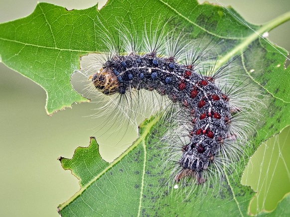 Insekten. Raupe des Schwammspinners Lymantria dispar in einem befallenen Waldst�ck am Bockwitzer See bei Borna im Landkreis Leipzig. 20200619MIC1138 *** Insect caterpillar of the sponge moth Lymantria ...