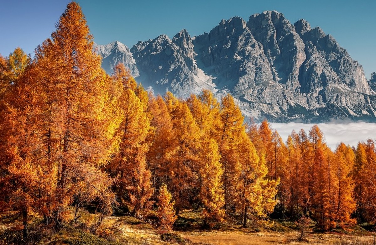 Herbst in der Schweiz Blattverfärbung Bäume Buche Birke Ahorn Lärche
