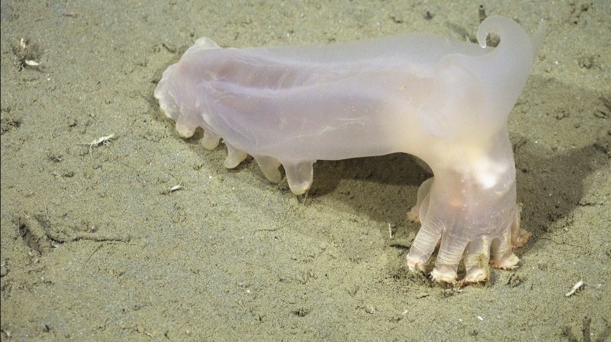 Documented in the Mar del Plata Submarine Canyon off Argentina’s coast. The Mar del Plata submarine canyon, one of Argentina’s largest and deepest underwater canyons, is estimated to be deeper than 35 ...