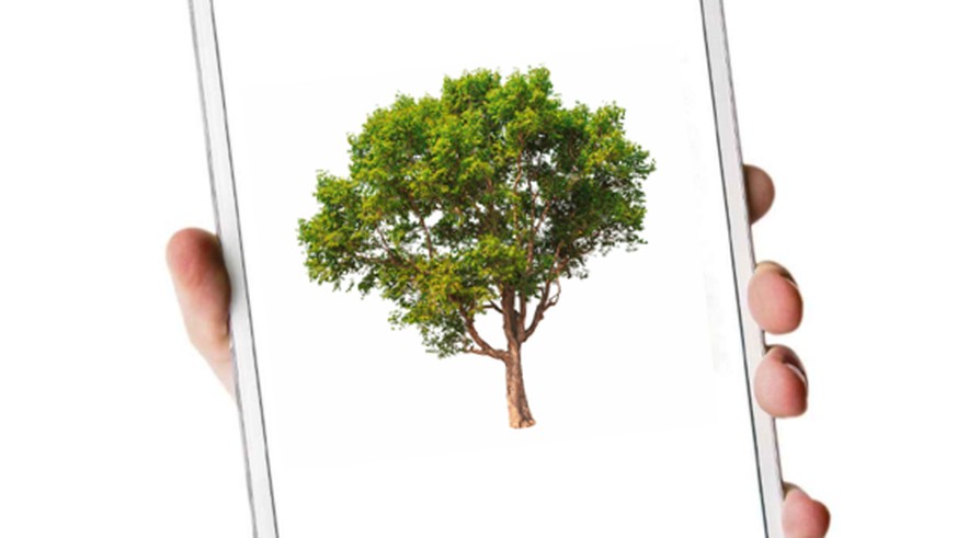 Ein Blick auf die App und der Förster weiss, welche Bäume er pflanzen soll. © CH Media