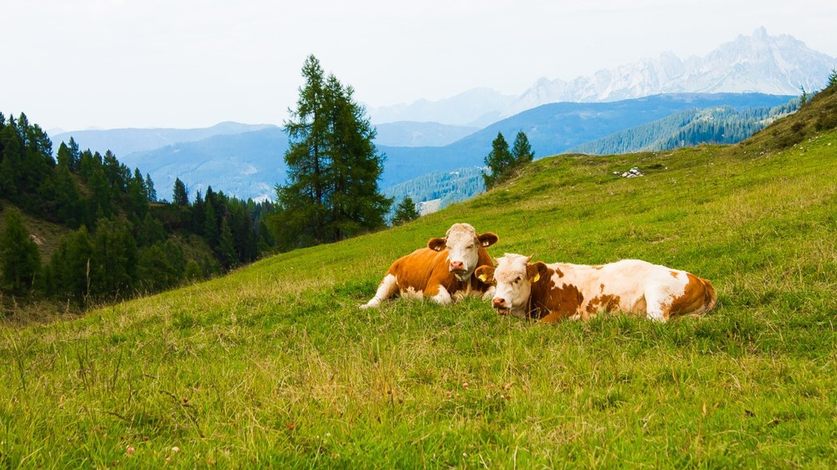 Auf der Alp fehlt es nicht an Kühen, aber an Personal, welches sich um die Kühe kümmert.
