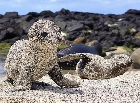 cute news tier sea lion seewlöwenbaby

https://www.instagram.com/p/C0AL7aYu2xG/
