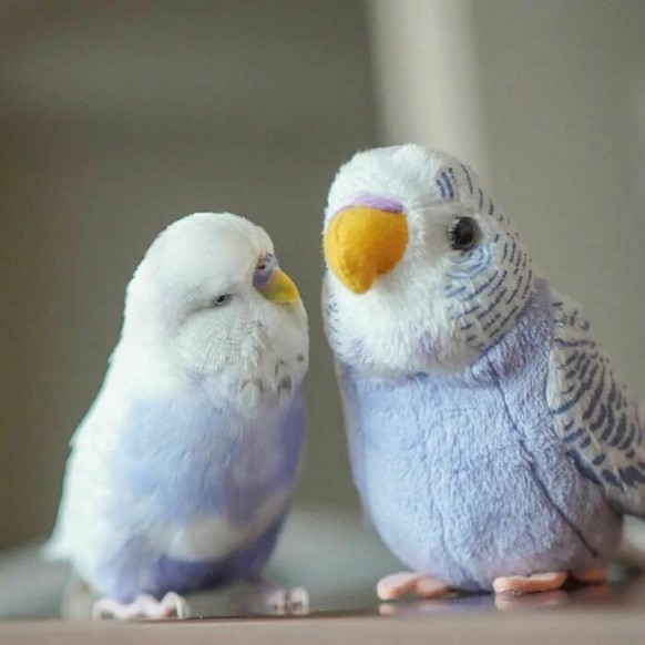 cute news tier vogel wellensittich

https://old.reddit.com/r/illegallysmolbirbs/comments/vammo7/is_there_an_imposter_amongus/
