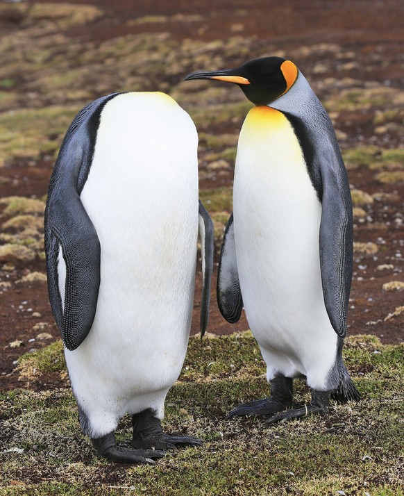 Martin Grace, Falkland Islands