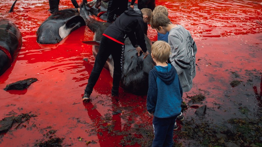 Grindadrap or tradtional slaughter of Pilot Whales in the Faroe Islands, Denmark Copyright: xIrenaxMorax/xVWPicsx IRE-GRINDADRAP-5