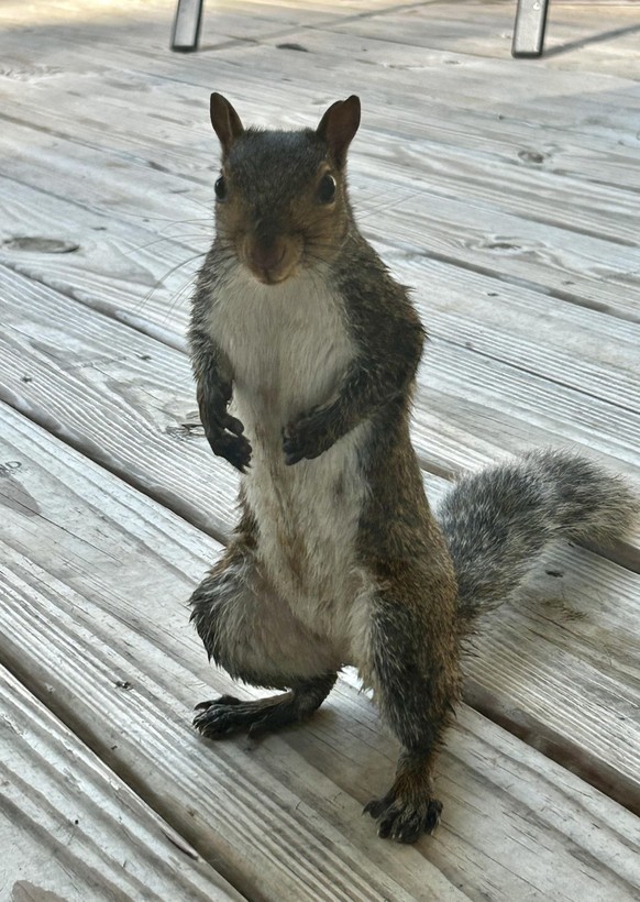 cute news tier eichhörnchen

https://www.reddit.com/r/squirrels/comments/1elj9fz/nutmeg_is_ready_for_breakfast/