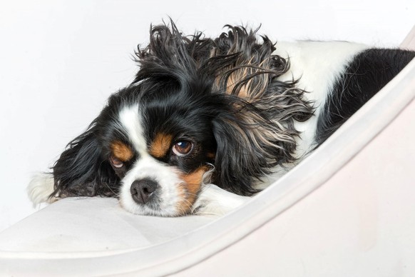 Cavalier King Charles Spaniels chien dog hund