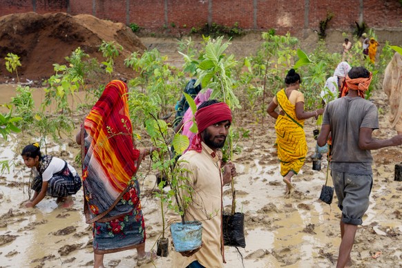 Indian laborers plant saplings as part of government's tree planting campaign on the outskirts of Prayagraj, in northern Uttar Pradesh state, India, Wednesday, July 9, 2025. (AP Photo/Rajesh Kuma ...