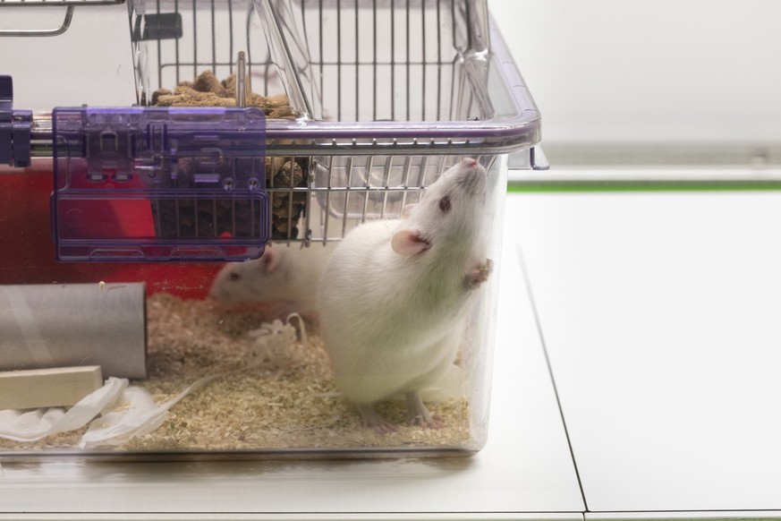 Rats in a cage, pictured in a laboratory in Switzerland on September 26, 2018. Researchers at this laboratory conduct research on animals with a focus on laboratory mice for a better understanding of  ...