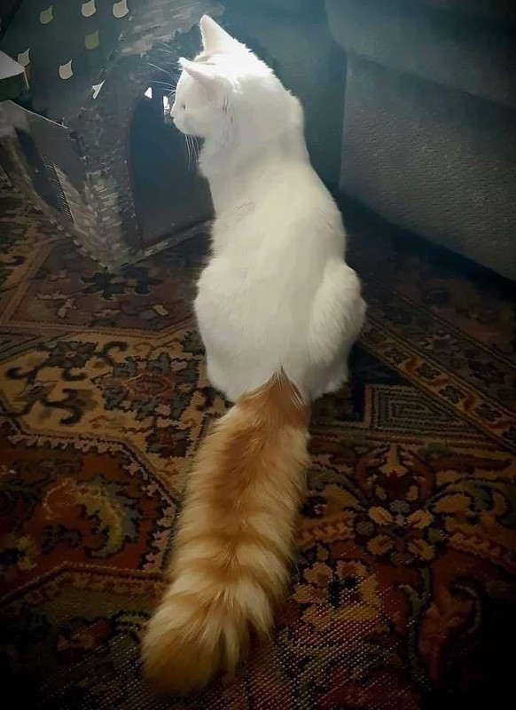 cute news tier katze

https://ch.pinterest.com/pin/1121888957200693474/