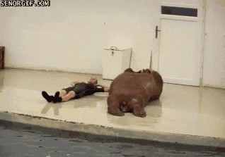 Über 30 lustige Tiere, um das Warten auf das Weekend zu verkürzen
Meist sah es dann aber eher so aus.. 


(Ps. Ich glaube der Hund von oben hat zu viele Krebse beobachtet oder ist eine Wette eingeg ...