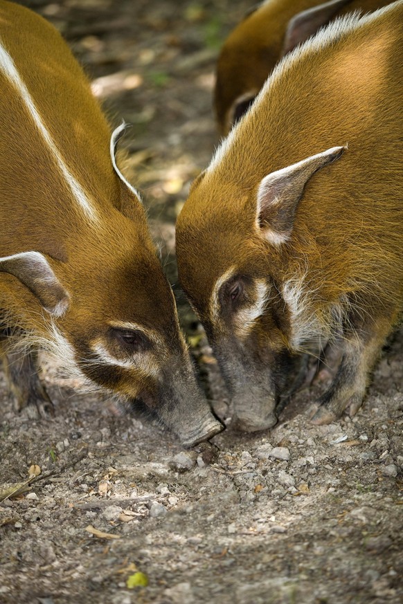RED RIVER HOG OR BUSH PIG potamochoerus porcus Copyright: xGerardxLaczx GLI-400593
