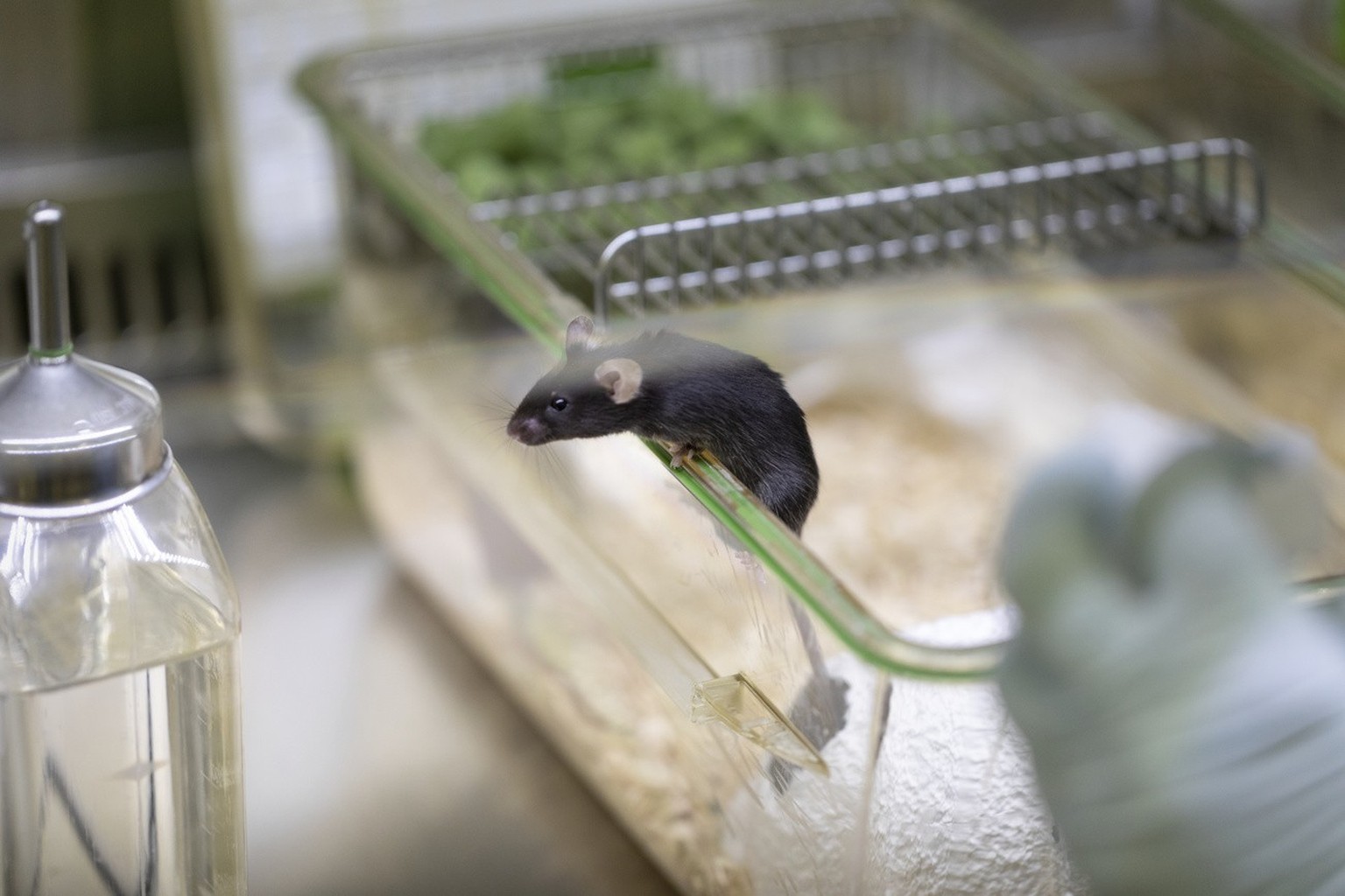 A mouse in a cage, pictured in a laboratory in Switzerland on September 26, 2018. Researchers at this laboratory conduct research on animals with a focus on laboratory mice for a better understanding  ...