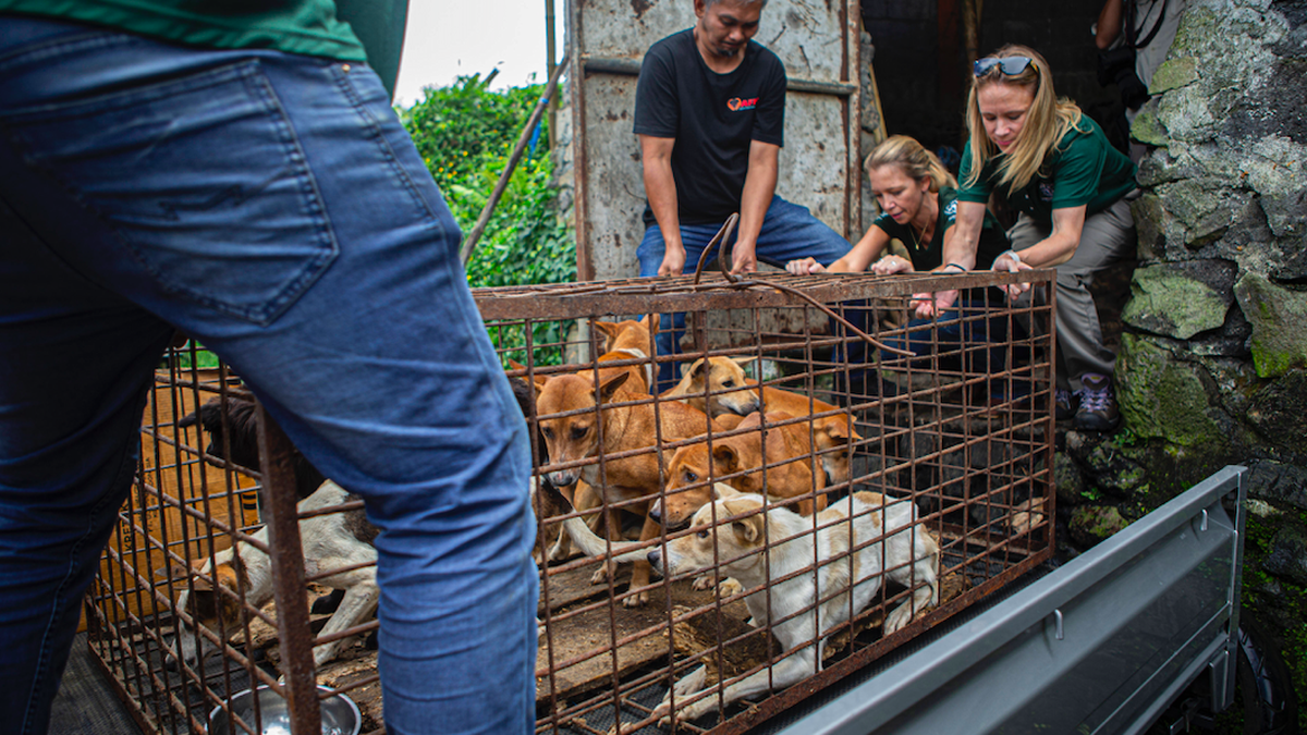 Indonesian police rescue more than 220 dogs from the slaughterhouse