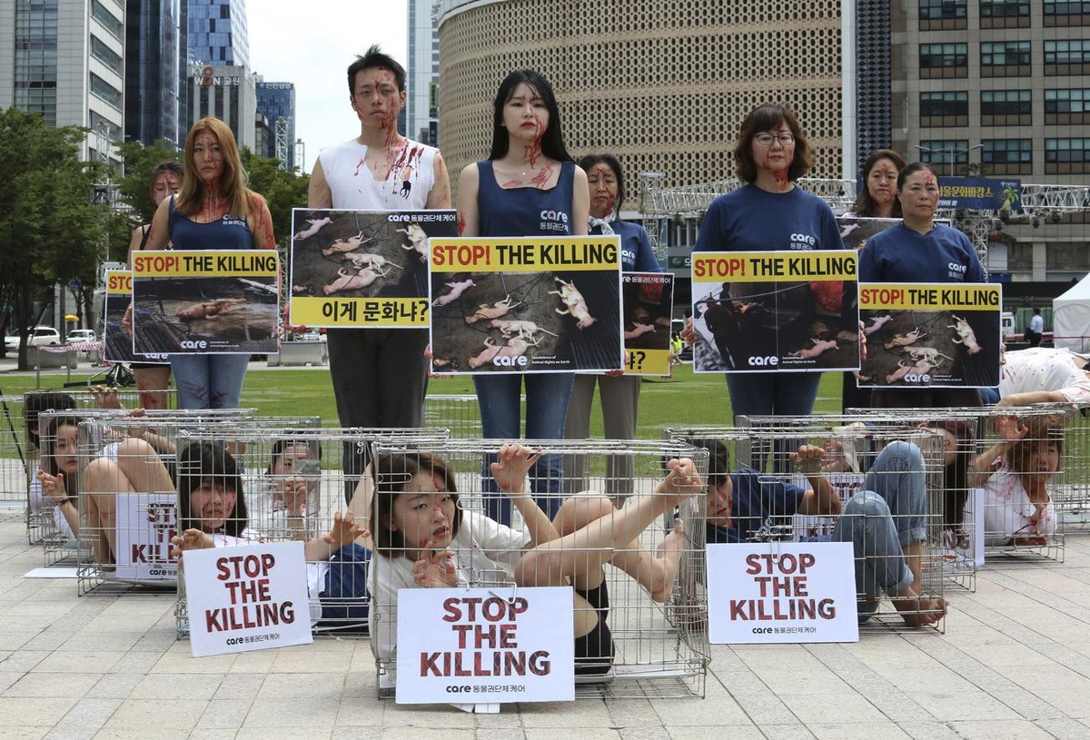 South Korean animal rights activists confine themselves in cages during a campaign opposing South Korea's culture of eating dog meat in Seoul, South Korea, Friday, Aug. 11, 2017. Some of South Ko ...