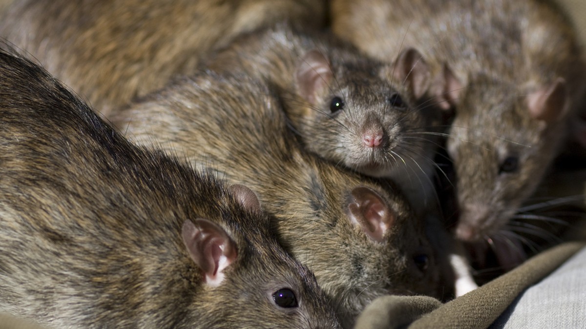 Ratten