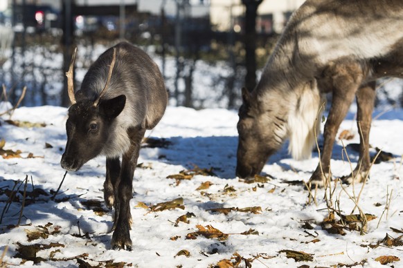 Un jeune renne de 6 mois, gauche, mange avec son papa renne dans son enclos au Zoo du Bois du petit-Chateau ce lundi 9 decembre 2013 a La Chaux-de-Fonds. Le jeune renne est ne le 30 mai dernier. (KEYS ...