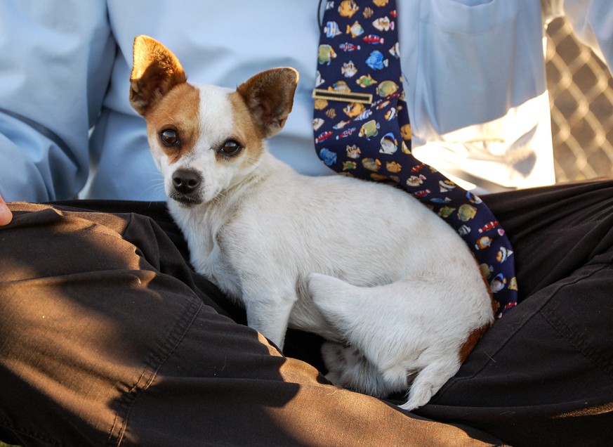 This Thursday, Feb. 5, 2015 photo provided by The County of San Bernardino shows a two-legged male Chihuahua without a tag, microchip or home that was picked up in San Bernardino County on Tuesday, Fe ...