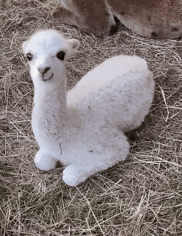 Animiertes GIF