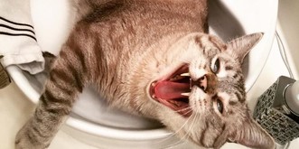 10 komische Dinge, die deine Katze sehr verärgern können