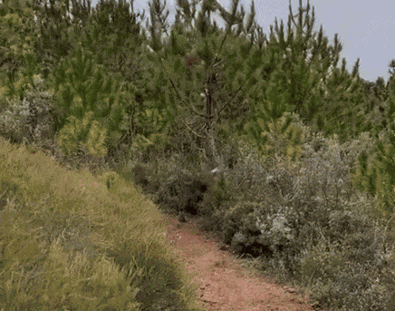 Animiertes GIF