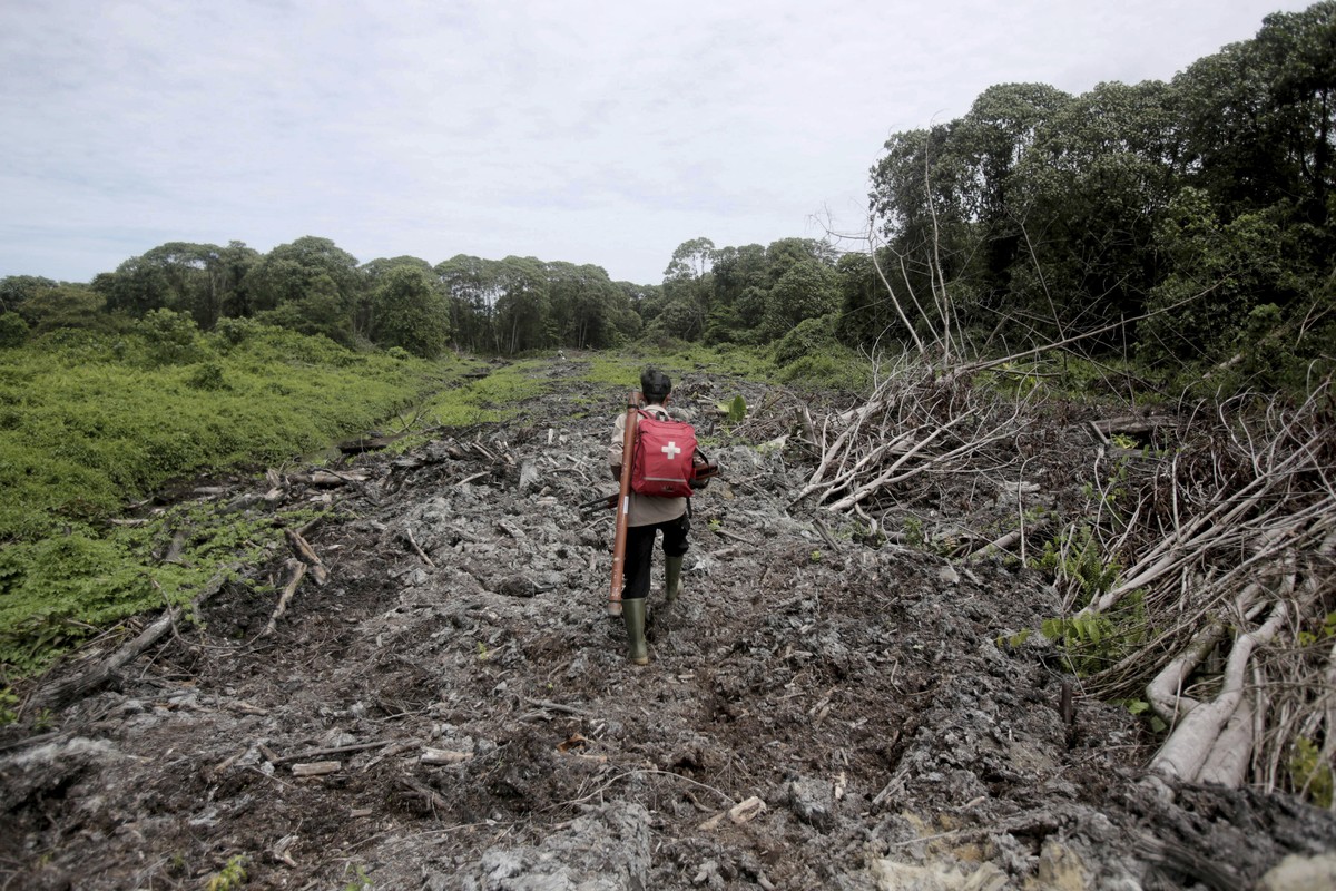 FILE - In this Thursday, Aug. 10, 2017, file photo, a conservationist carries a medical pack and tranquilizer rifle during a rescue operation for orangutans trapped at a swath of damaged forest near a ...