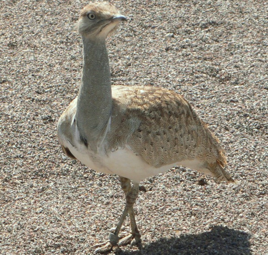 Gefangene Kragentrappe (Chlamydotis undulata)