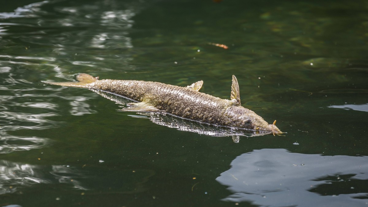 Hitzewelle-sorgt-f-r-tote-Fische-in-Z-rcher-B-chen