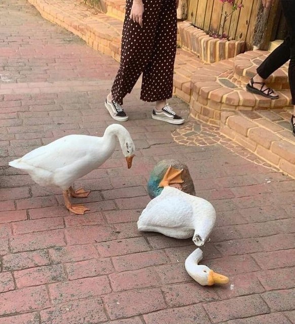 cute news animal goose https://imgur.com/t/aww/znVP9Hc