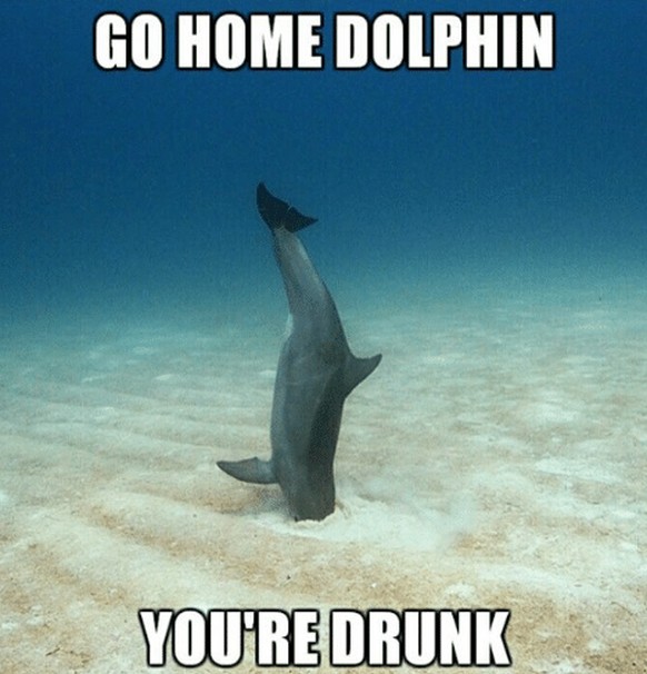 Delfin ist Betrunken
Cute News
https://awwmemes.com/s/dolphin/2