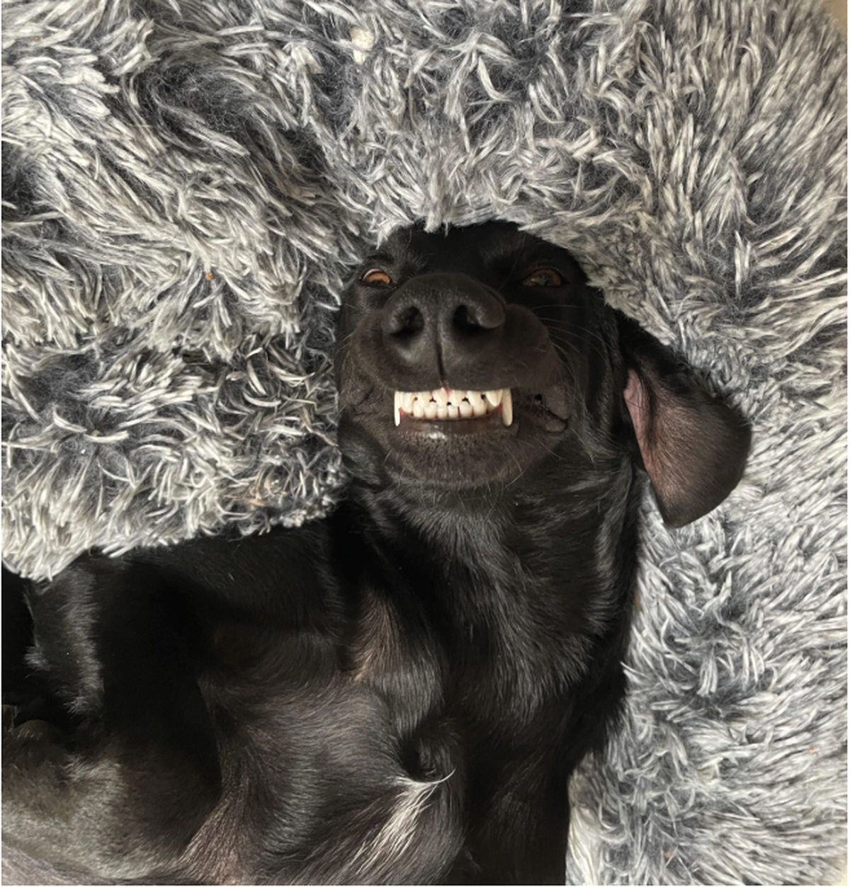 Hund zeigt Zähne.

https://www.reddit.com/media?url=https%3A%2F%2Fpreview.redd.it%2Fshow-me-your-funniest-pictures-of-your-dog-v0-7nzm1xqw7qsh1.jpeg%3Fwidth%3D3024%26format%3Dpjpg%26auto%3Dwebp%26s%3D ...