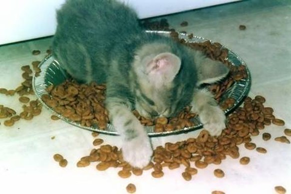 Katze schläft im Katzenfutter, Hangover
https://imgur.com/gallery/qzOE2dQ