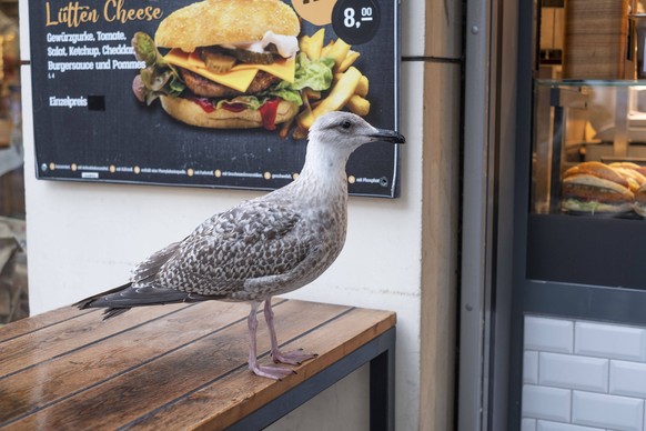 Eine Möwe sitzt vor einem Imbiss in der Rostocker City, Mecklenburg-Vorpommern. Auch weil einige Urlauber sie füttern, schnappen die Vögel nach Pommes, Fischbrötchen oder Crpes. In der Hansestadt Rost ...