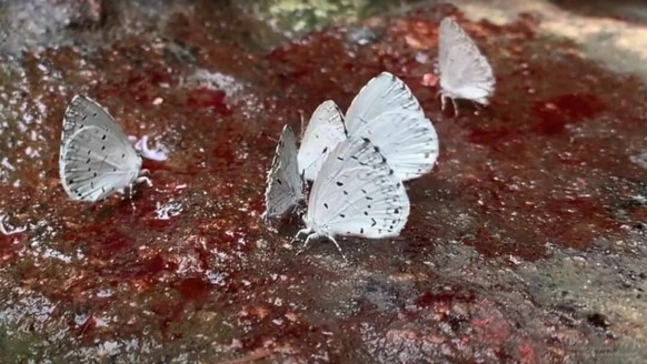 creepy nature

https://www.reddit.com/r/oddlyterrifying/comments/1li4r9f/these_butterflies_in_the_amazon_drink_blood_and/