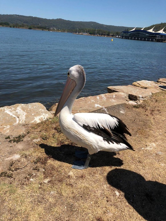 cute news animal tier vogel australien

https://imgur.com/t/australian_wildlife/KUZMo