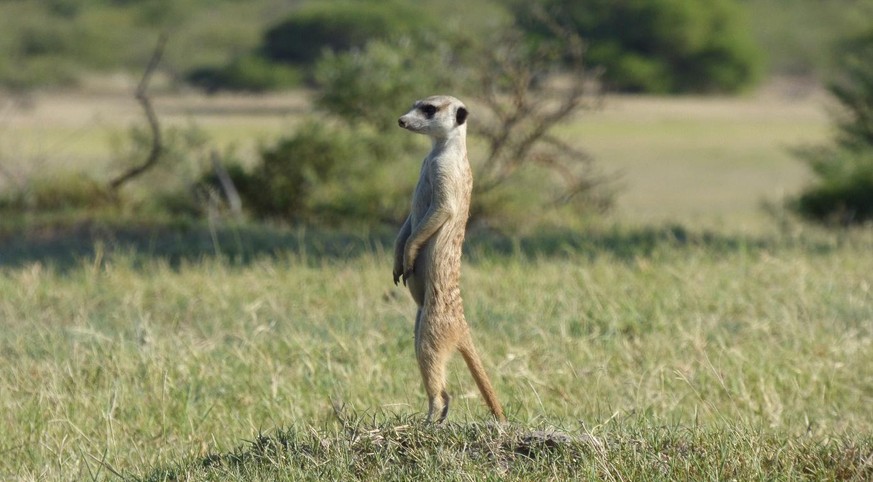 Erdmänndli Botswana Einzige Schweizerin