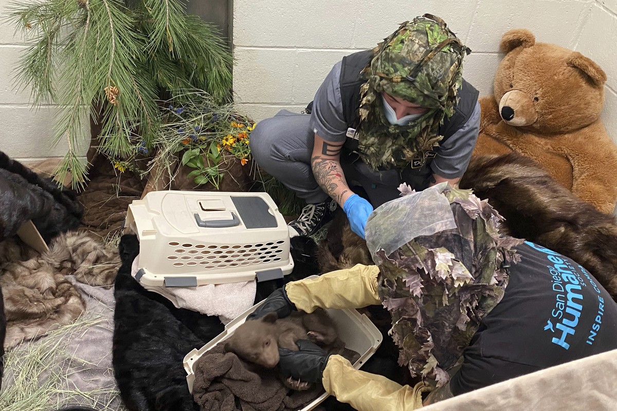 In this photo provided by San Diego Humane Society, employees wear camouflage while handling a bear cub, which was found alone in Los Padres National Forest, at the San Diego Human Society Ramona Wild ...
