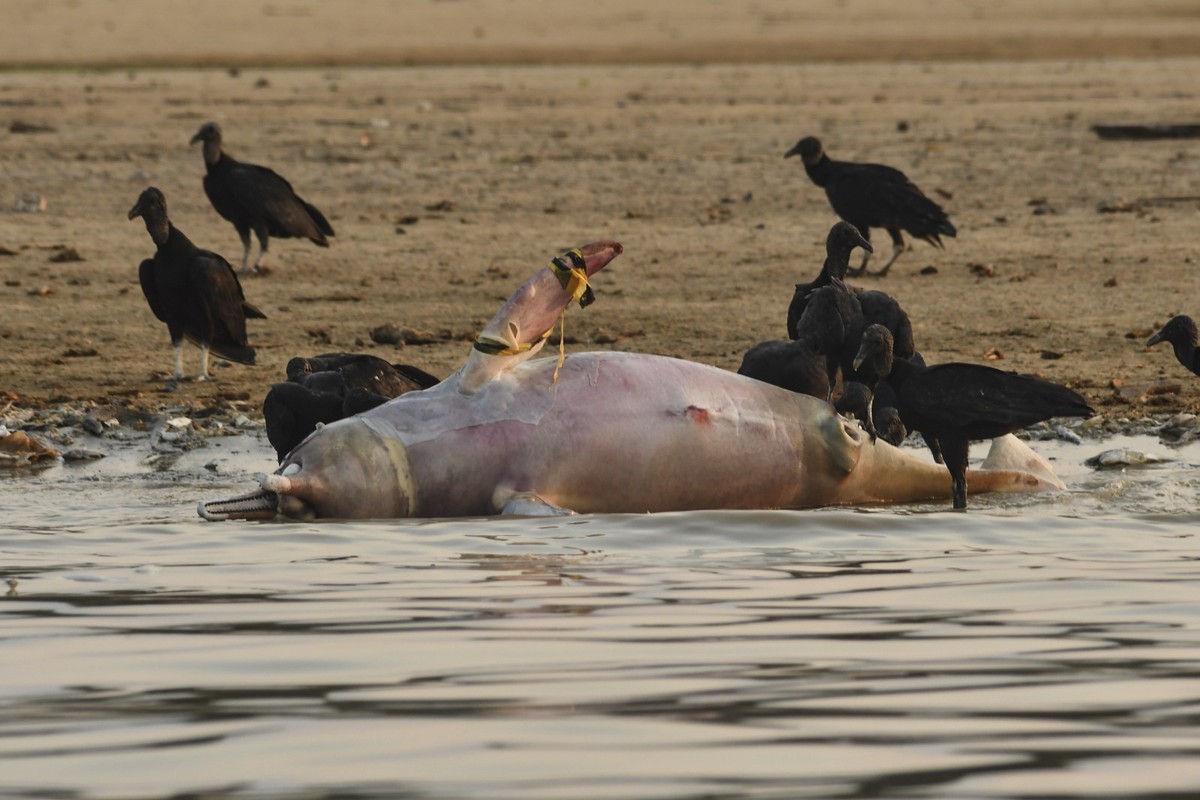 epa10896347 A handout photo made available by the Mamirauá Institute of one of the 110 endangered river dolphins found dead in the Tefé River, in the Amazon, Brazil, 23 September 2023 (issued 02 Octob ...