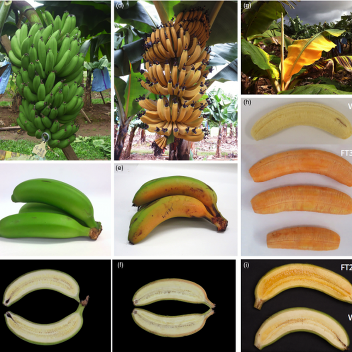 Diese Superbanane kann Leben retten