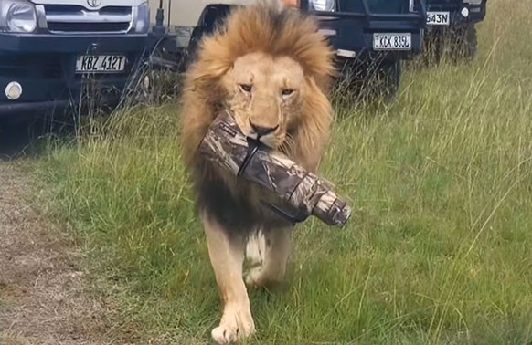 cute news tier löwe

https://www.instagram.com/raddywildlifephotography/reel/DKRT2AlvEof/