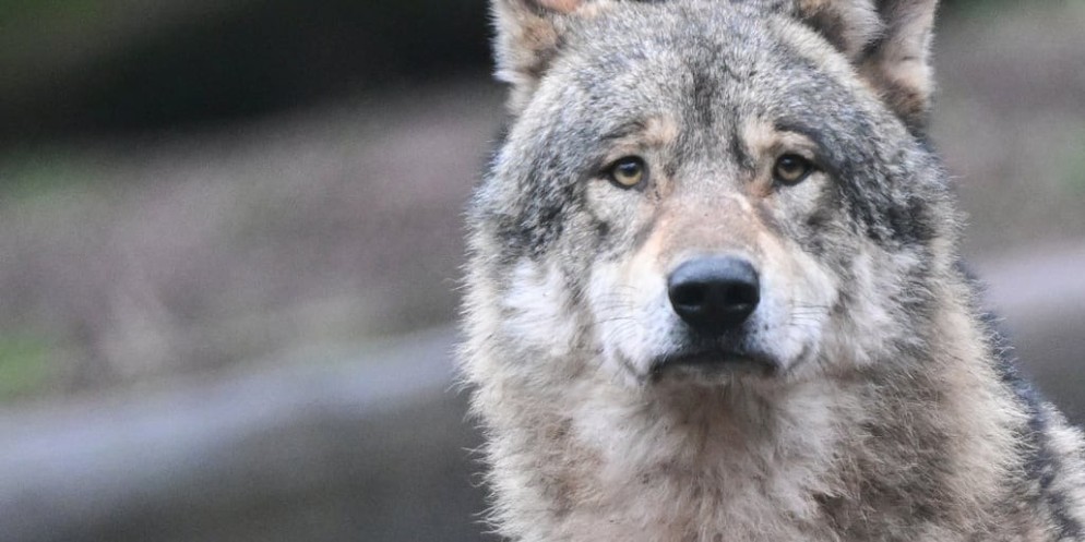 Ein Wolf hat in der Gantrischregion 15 Schafe gerissen.